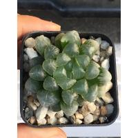 ( Pro+++ )++ ฮาโวเทีย หยดน้ำ Haworthia cooperi ราคาดี ต้นไม้ ฟอก อากาศ กระถาง ต้นไม้ ไม้ ประดับ ต้นไม้ ปลูก ใน บ้าน