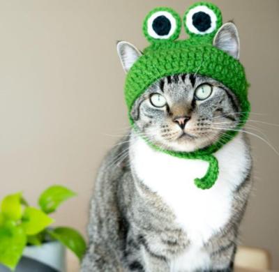 หมวกไหมพรมแมว หมวกแมว หมวกสุนัข ลายกบ สีเขียว แฟชั่นสัตว์เลี้ยง❣️
