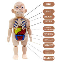 Montessori 3D ปริศนา Human Body Anatomy รุ่นเด็กการศึกษาการเรียนรู้ Organ ประกอบของเล่น BodyOrgan การสอนเครื่องมือสำหรับเด็ก