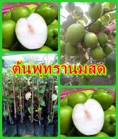 พุทรานมสด ต้นพันธุ์ทาบกิ่งสูง 40-50 ซม. ปลูกง่าย โตเร็ว 1 ปีติดผล รับประกันพันธุ์แท้ 100%