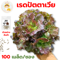 *ส่งด่วน* เมล็ดพันธุ์ เรดปัตตาเวีย Red Batavia Lettuce Seed ปลูกผัก สลัด เมล็ดผัก เมล็ดพืช สวนครัว [1 ซอง 100 เมล็ด]