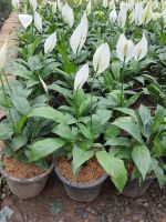 Peace lily ดอกเดหลี ดอกสีขาว ส่งพร้อมกระถาง10นิ้ว รับประกันการจัดส่งอย่างดี เดหลี (Peace lily) จัดเป็นไม้ประดับที่นิยมปลูกเพื่อการประดับต้น ประดับใบ และประดับดอก เนื่องจากใบมีขนาดใหญ่ สีเขียวเข้ม ทำให้แลดูสดชื่น