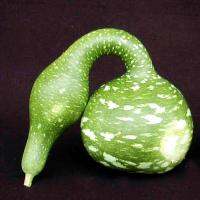 เมล็ดพันธุ์ น้ำเต้าคอหงส์ (Speckled Swan Gourd Seed) บรรจุ 10 เมล็ด คุณภาพดี ราคาถูก ของแท้ 100%