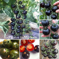 เมล็ด คุณภาพดี ราคาถูก เมล็ดพันธุ์แท้ 100% 100Pcs Rare Black Cherry Tomato Seeds Fruit Seeds Vegetables Seeds เมล็ดพันธุ์ผัก พันธุ์ไม้ผล ผักสวนครัว เมล็ด พันธุ์ไม้หายาก ต้นบอนไซ Plants Seeds for Home &amp; Garden Planting