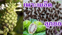 50 เมล็ด เมล็ดพันธุ์ Garden Seeds ลูกยอ ต้นยอ น้ำลูกยอ ปลูกขึ้นง่าย Great morinda, Tahitian noni, Indian mulberry, Beach mulberry