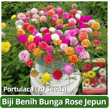 Table rose seeds deals online