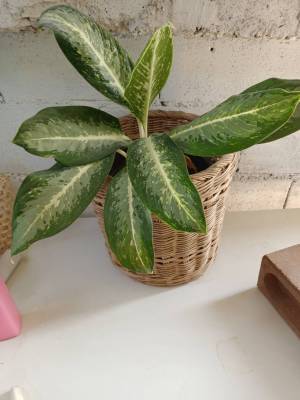 อโกลนีมา บัลลังก์เงิน (Aglaonema Commutatum Emerald Bay) ไม้ประดับฟอกอากาศ พร้อมกระถางดำขนาด 6นิ้ว