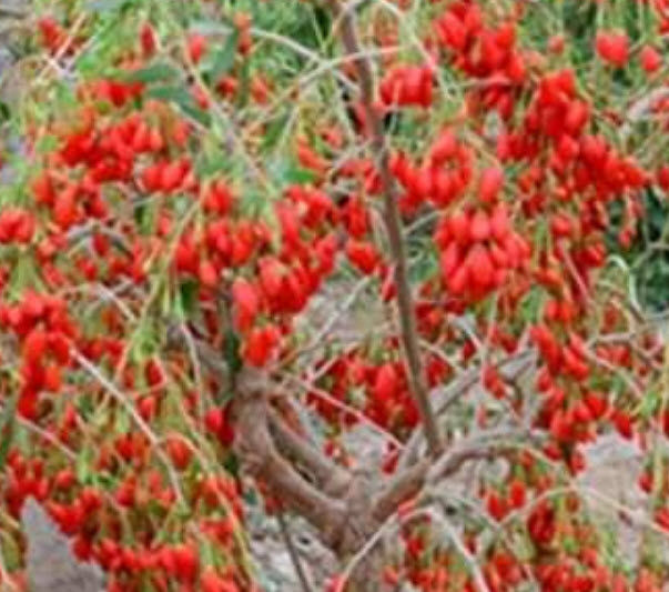 ต้น-โกจิเบอรี่-เก๋ากี้-พันธุ์ใบยาว-อายุต้น-2-ปี-สูง-30-60-ซ-ม-ลูกใหญ่-ต้นไม้นำเข้า