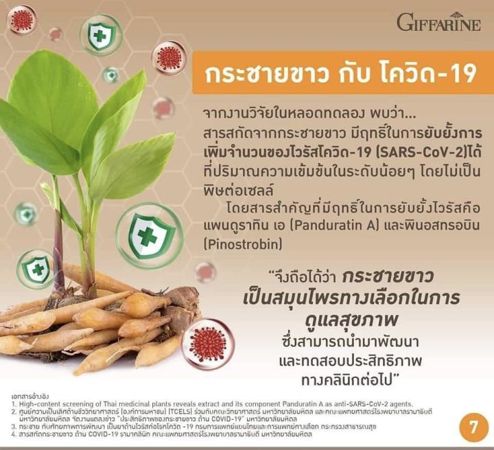 กระชาย-กระชายกิฟฟารีน-krachai-plus-กระชายพลัส-กระชายขาวสกัด-ชนิดแคปซูล-กระชาย-พลัส