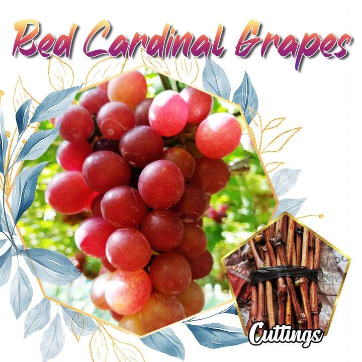 BOTANY 2pcs Grapes Cuttings Red Cardinal Variety Tropical Outdoor