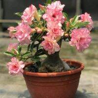 5 เมล็ด เมล็ดพันธุ์ ชวนชม ลูกผสมไฮบริด สายพันธุ์ Rosy สีชมพู กุหลาบทะเลทราย Desert Rose Adenium seed ราชินีบอนไซ ปลูกง่ายมาก รีบสะสม