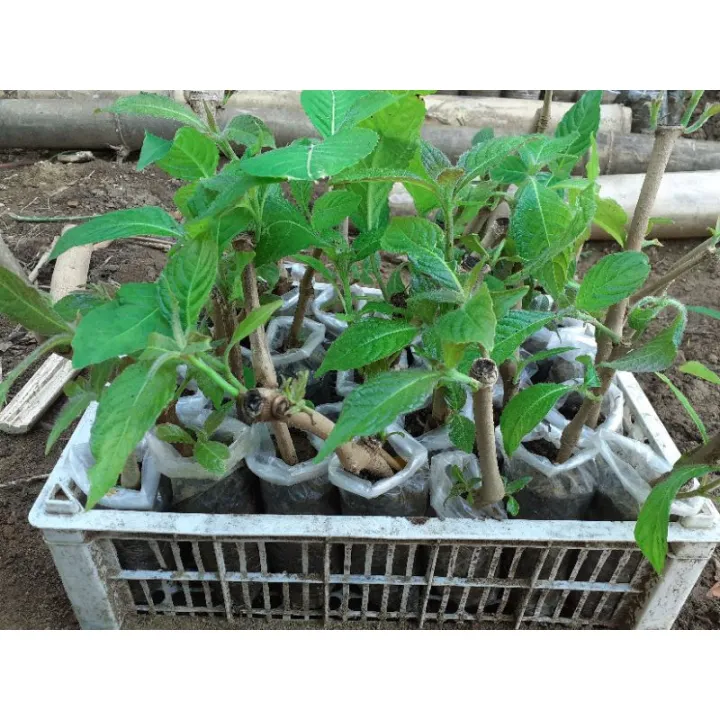  HighQuality Madre De Agua Live Plant ROOTED At BUHAY Na Lazada PH