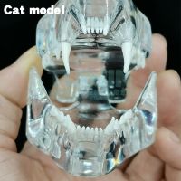 Resin Transparent Dog Tooth Cat Teeth Model Dental Animals Teeth Of Dog Cat Tooth For Education Canine Dental Veterinary Model