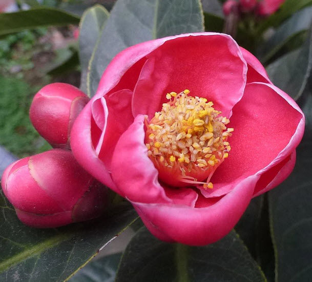 ต้น-คาเมเลีย-เวียดนาม-vietnamese-camellia-ดอกสีชมพู-หายาก