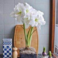 1 หัวว่าน ว่านสี่ทิศฮอลแลนด์ Amaryllis Bulb White Nymph 18-24 ซม สินค้านำเข้า แช่เย็นแล้ว หัวขนาดใหญ่