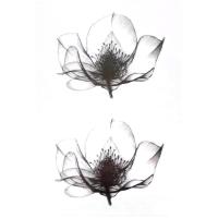 【YF】 Black Lotus Temporary Tattoo Sticker Disposable Fake Waterproof Lasting Decal for Men Women