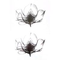 Black Lotus Temporary Tattoo Sticker Disposable Fake Tattoo Waterproof Lasting Decal for Men Women