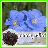 พร้อมส่ง ❗ รหัส 067 เมล็ดพันธุ์แท้ OP แท้  บลูเฟล็กซ์ - Blue Flax Flower ดอกไม้ป่า ดอกสีฟ้า ดอกเยอะ สวยงาม เมล็ดดอกไม้