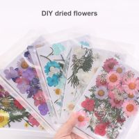 Hot Sale Pressed Flower Mixed Organic Natural Dried Flowers DIY handmade Art Floral Decors Collection Gift Herbarium