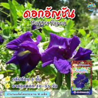 เมล็ดดอกอัญชัน Butterflypea เมล็ดพันธุ์ดอกอัญชัน ดอกอัญชัน เมล็ดดอกไม้ ตราภูเขาทอง