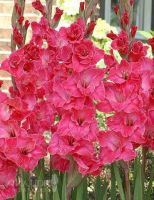 10หัว/ชุด สีชมพู แกรนดิโอลัส (Gladiolus) หรือดอกซ่อนกลิ่นฝรั่ง เป็นดอกไม้แห่งคำมั่นสัญญา ความรักความผูกพัน ดอกแห่งรักแท้ เหมาะสำหรับการเสริมรัก ไม้มงคลของฝรั่ง หัวใหญ่ขนาด 10 - 12/ซม