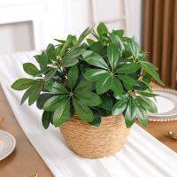 1PC Home Desktop Decoration Evergreen Artificial Plants Spine Supporters