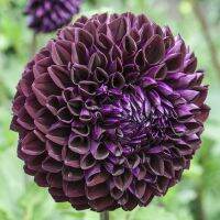 1 หัว /ชุุด เหง้า ต้นรักเร่ Dahlia Bulb สายพันธุ์ Lyn’s Concorde สีดำ หัวรักเร่ ดอกไม้ ดอกรักเร่ รักแรกพบ เฟิร์สเลิฟ ดอกไม้นำเข้า พร้อมให้ดอก