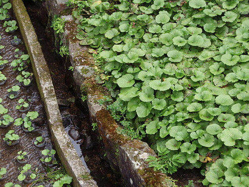 50-เมล็ดพันธุ์-bonsai-วาซาบิ-wasabi-seed-มีคู่มือพร้อมปลูก-อัตรางอก-80-85