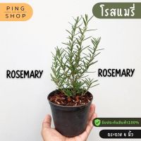 พร้อมส่ง โปรโมชั่น โรสแมรี่ rosemary กระถาง 4 นิ้ว สมุนไพรฝรั่ง ส่งทั่วประเทศ พรรณ ไม้ น้ำ พรรณ ไม้ ทุก ชนิด พรรณ ไม้ น้ำ สวยงาม พรรณ ไม้ มงคล