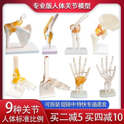 Human body ligament of elbow joint bone model shoulder hip with AIDS furnishing articles full set foot really demonstrate the hospital school