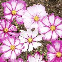 เมล็ดพันธุ์ ดาวกระจายแคนดี้สตริป (Candy Stripe Cosmos Flower Seed) บรรจุ 150 เมล็ด คุณภาพดี ของแท้ 100%