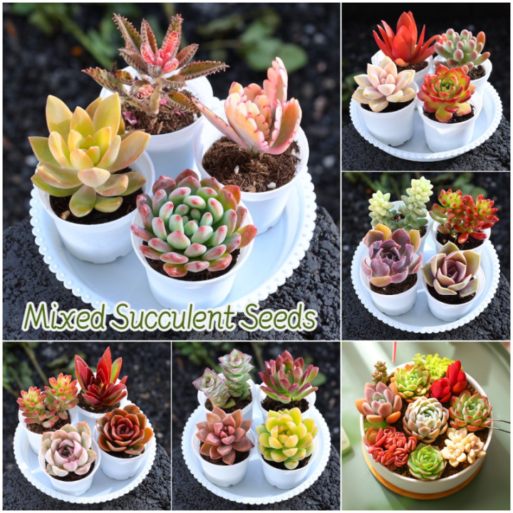 [100 Original Seed] 70pcs Mixed Succulent Seeds for Sale Bonsai Seeds