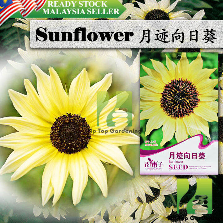 【EXPIRED】BIJI BENIH SUNFLOWER SPECIES SEEDS FLOWER GODDESS VEGETABLE