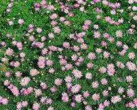 เมล็ดพันธุ์ เดซี่ สวอน ริเวอร์ brachyscome iberidifolia (Swan River Daisy) 1000 เมล็ด เมล็ดพันธุ์นำเข้าจาก อังกฤษ Garden Seeds