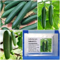 เมล็ดพันธุ์ แตงกวา เทนเดอร์กรีน Tender Green Cucumber Seed 25 เมล็ด ของแท้ เมล็ดพันธุ์พืช ผักสวนครัว เมล็ดพันธุ์ผัก