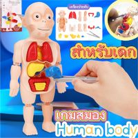 【Nuxer】Human Body Model ของเล่นจำลองร่างกายมนุษย์ ของเล่นstem ของเล่นเพื่อการศึกษา ของเล่นวิทยาศาสตร์ ของเล่นเด็ก