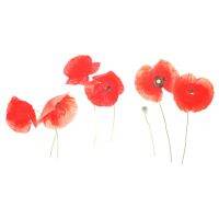 1 Sheet Poppy Flower Wall Sticker Self-Adhesive Wall Decal Wall Art Decoration Poppy Wall Sticker Home Room Decal Wall Sticker