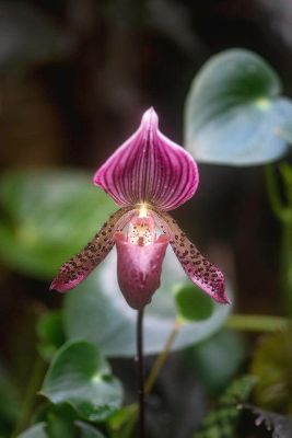 30 เมล็ดพันธุ์ เมล็ดกล้วยไม้ กล้วยไม้รองเท้านารี (Paphiopedilum Orchids) Orchid flower seed อัตราการงอก 80-85%.
