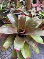 ขายเป็นหน่อหรือต้นลูก #สับปะรดสี #Bromeliads #ไม้ด่าง #ไม้มงคล #ไม้ประดับ