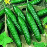 เมล็ดพันธุ์ แตงกวาดัช ( Dutch Green Cucumber Seed ) บรรจุ 10 เมล็ด