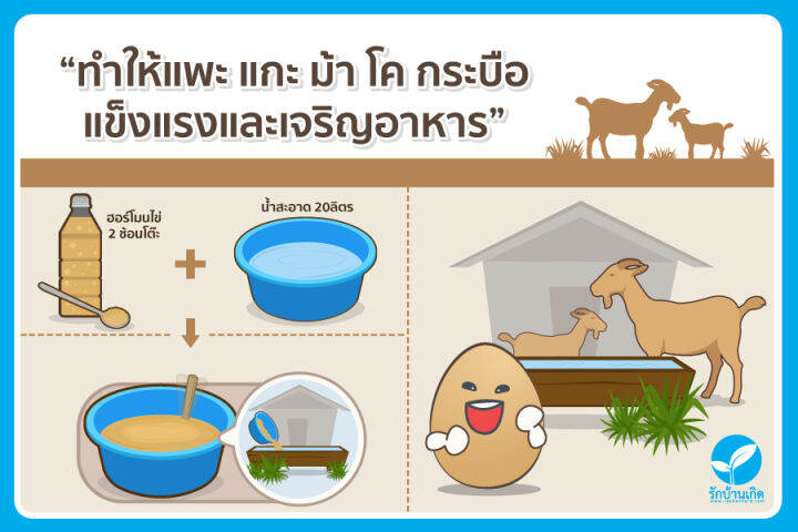 ฮอร์โมนไข่-สูตรเข้มข้นพิเศษ-แตกต่างไม่เหมือนใคร-แก้ปัญหาต้นโทรม-ช่วยเร่งการเจริญเติบโต-เร่งดอก-เร่งดก-เพิ่มผลผลิต-ช่วยให้พืชแข็งแรง-ต้านทานโรค