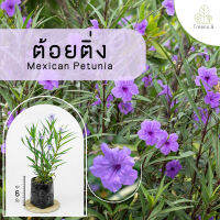 Treeno.9 T377 ดอกต้อยติ่ง - ไม้จัดสวน (Britton’s Wild Petunia) ถุง 6 นิ้ว / สูง 30-40 ซม. / ไม้ประดับ ไม้ดอก (ต้นไม้)