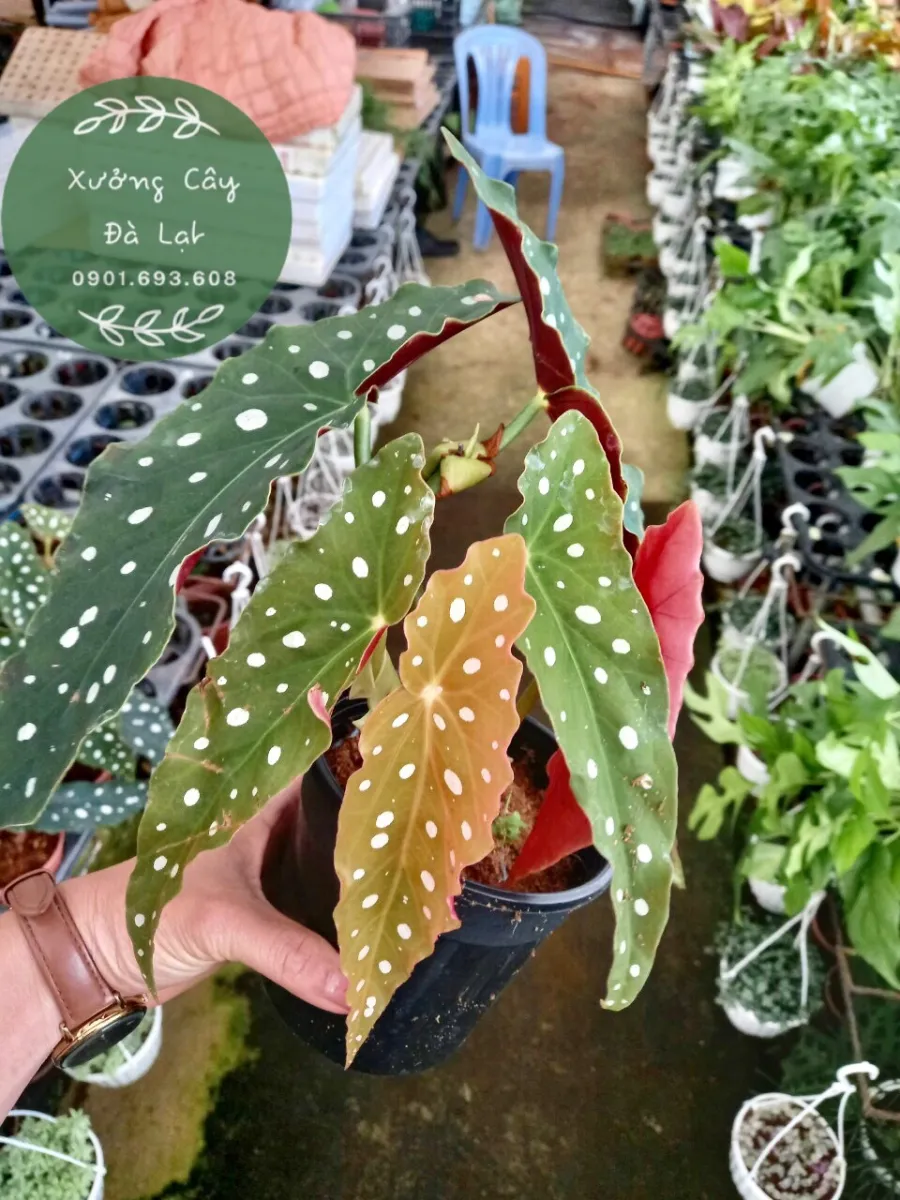 Xưởng Cây Đà Lạt)- Cây Thu Hải Đường Begonia Maculata để bàn decor, trang  trí, dễ trồng, dễ chăm sóc 