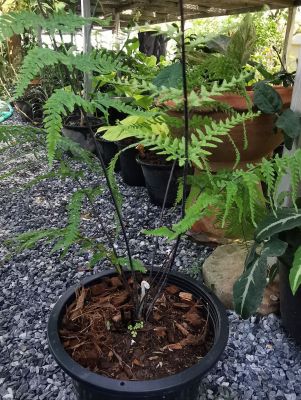 เฟิร์นหลังเงิน(silver back fern)กระถาง9"