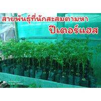 ( PRO+++ ) โปรแน่น.. ต้นกล้าอะโวคาโดสายพันธุ์ปีเตอร์แฮสพร้อมส่ง ราคาสุดคุ้ม พรรณ ไม้ น้ำ พรรณ ไม้ ทุก ชนิด พรรณ ไม้ น้ำ สวยงาม พรรณ ไม้ มงคล