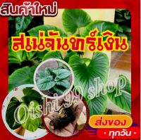 สินค้ามาแรง!!!เสน่ห์จันทร์เงินใบสีเงินสวย แม่พันธุ์ด่าง ด่างชัว100% รับประกัน❤️❤️ ขายแบบหน่อตัดใบหน่อโตติดราก❤️❤️ (1หน่อ/แพ็ค)