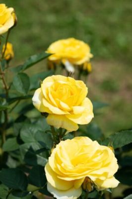 30 เมล็ด เมล็ดพันธุ์ Garden กุหลาบ สายพันธุ์ อังกฤษ เลื้อย สีเหลือง ดอกใหญ่ Climbing Rose seed นำเข้าจากต่างประเทศ พร้อมคู่มือ