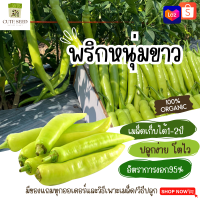 เมล็ดพันธุ์พริกหนุ่มขาว จำนวน 90 เมล็ด อัตราการงอก95% ปลูกง่าย โตไว เมล็ดเก็บไว้ได้นาน2ปี(ทุกออเดอร์ แถมฟรี! เมล็ดผักกวางตุ้ง)