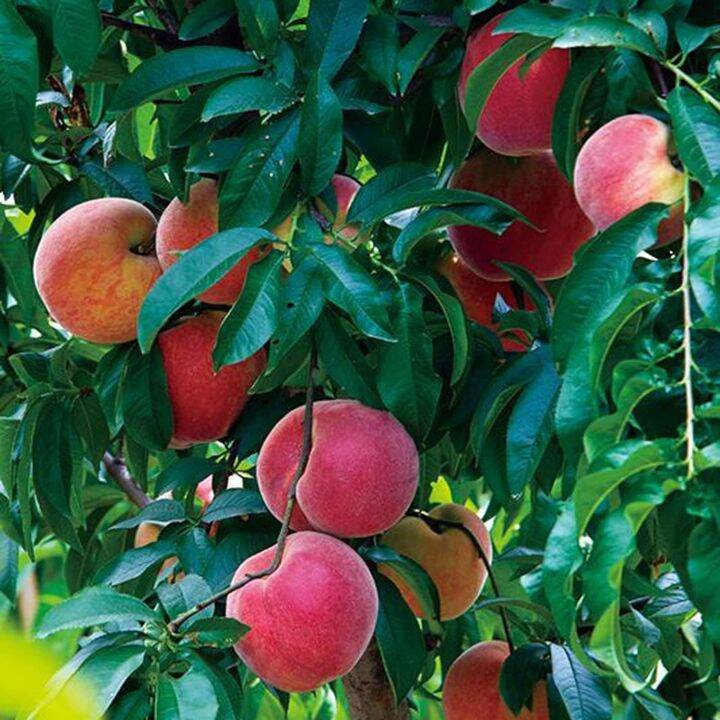 100pcs dwarf fruit tree seeds apple cherry pear plum small perennial