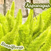 [ปริก หางกระรอก] Asparagus Densiflorus แคคตัส ต้นไม้ ไม้หนาม ไม้ทนแล้ง กุหลาบหิน ไม้อวบน้ำ พืชอวบน้ำ succulent cactus กระบองเพชร ของขวัญ ไม้ใบ พืช ไม้ฟอก